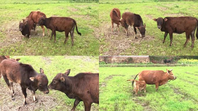 高清农村吃草黄牛