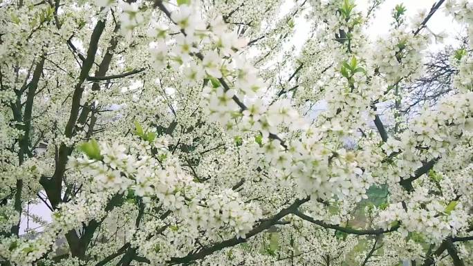 梨花春暖花开花丛繁花盛开江干李花春天