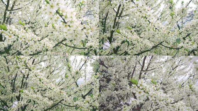 梨花春暖花开花丛繁花盛开江干李花春天