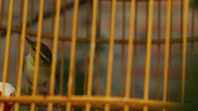 笼子里的鸟