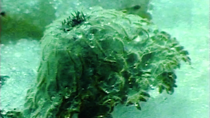 雪莲花中药80年代