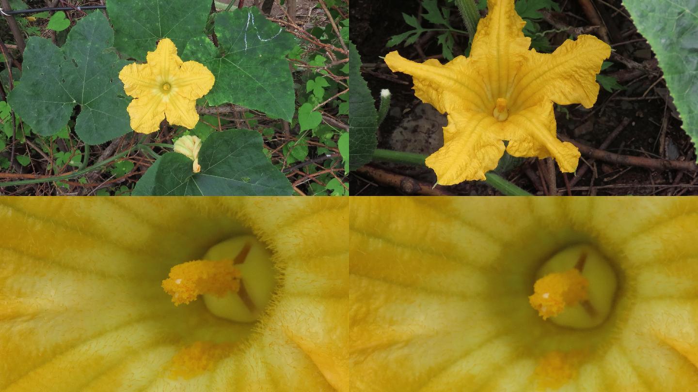 申请vjshi网帮我买单