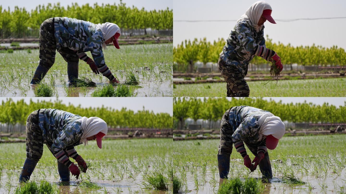农业生产水稻种植农民人工插秧C