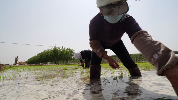农业生产水稻种植农民人工插秧A
