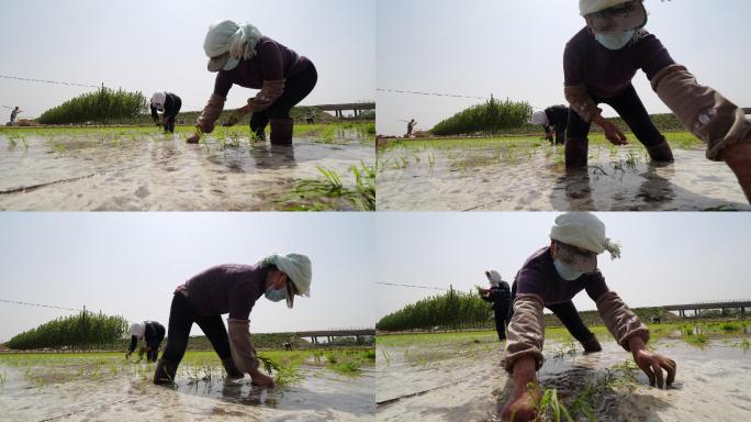 农业生产水稻种植农民人工插秧A