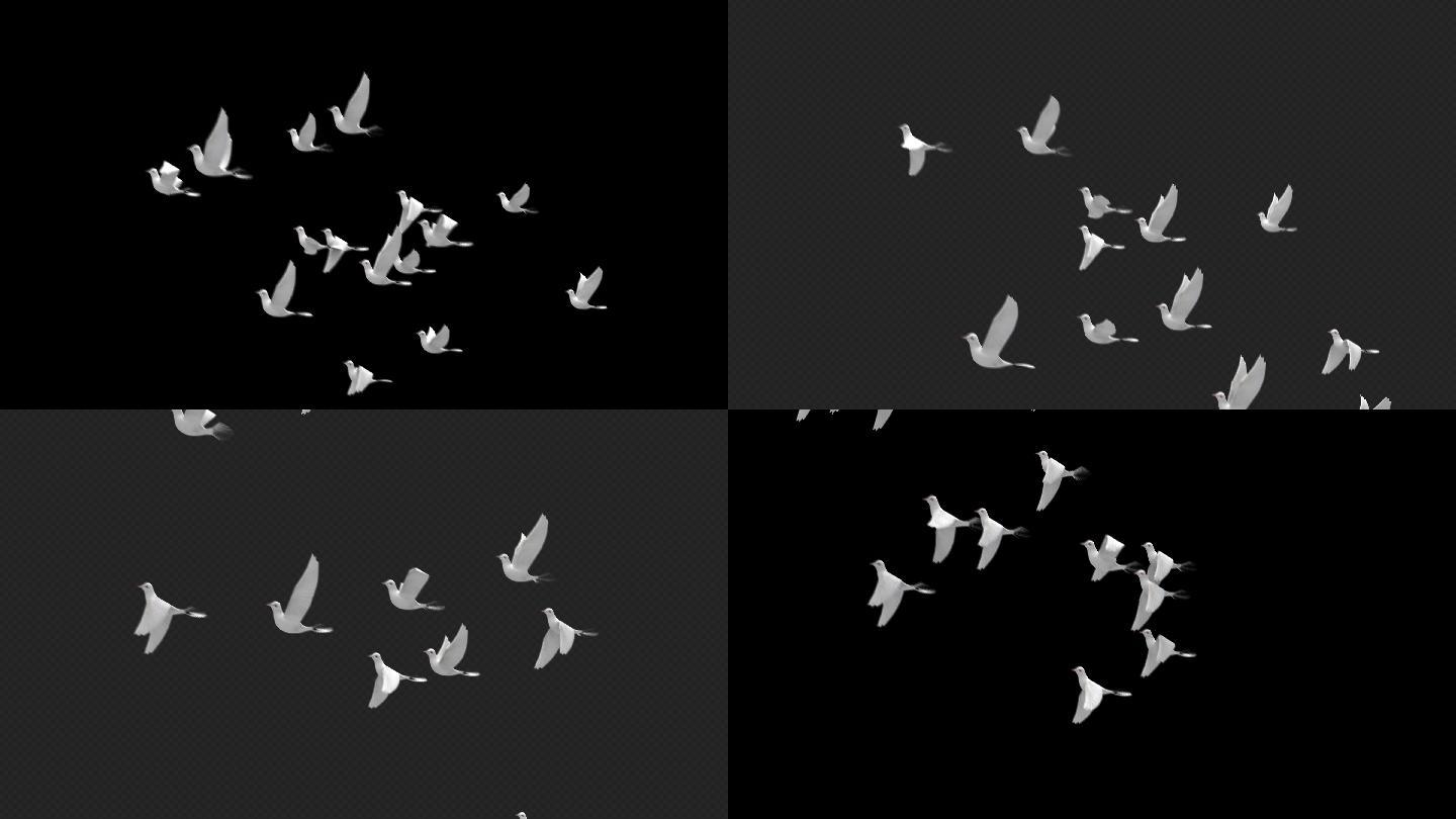 原创4K鸽子飞舞视频带通道