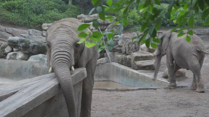 大象逛动物园亲子游