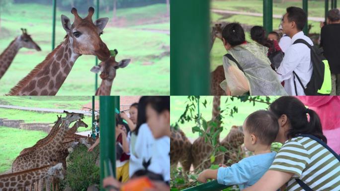 长颈鹿野生动物园人们参观小动物