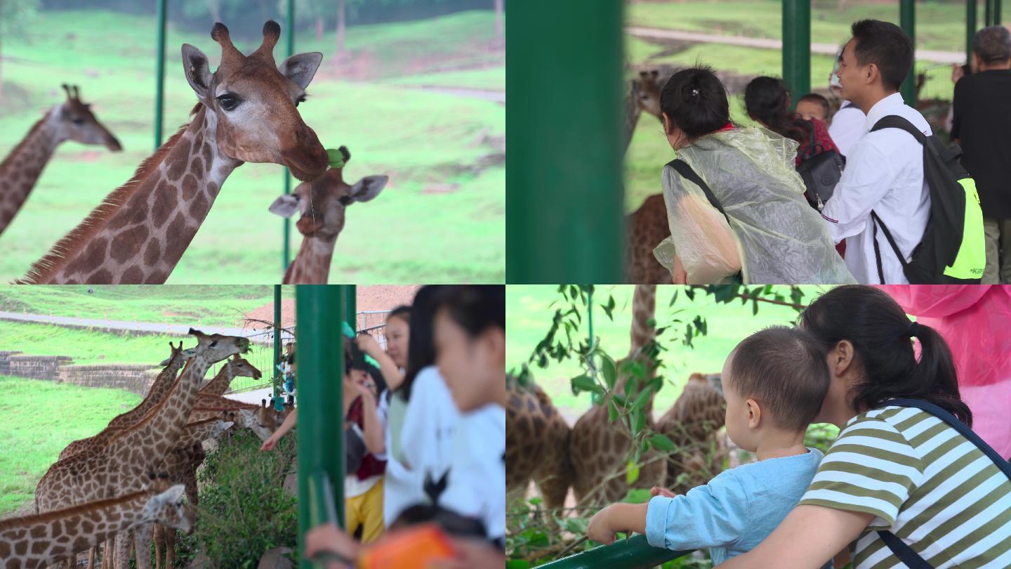 长颈鹿野生动物园人们参观小动物