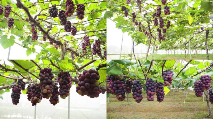 精品葡萄种植