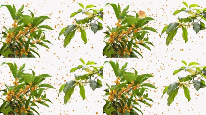 桂花飘香视频素材
