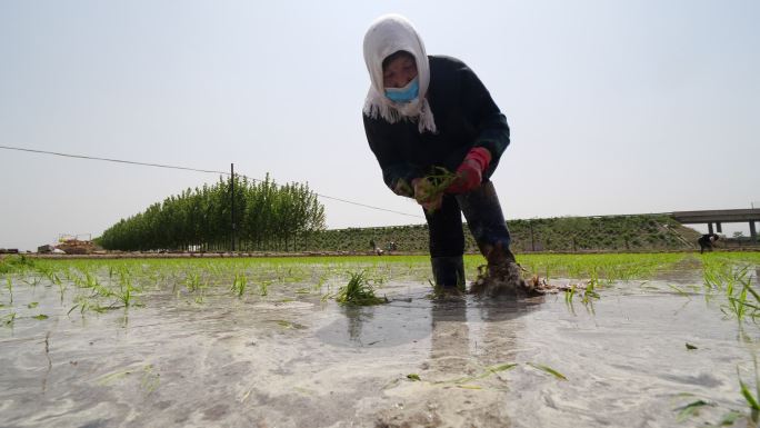 农业生产水稻种植农民人工插秧B
