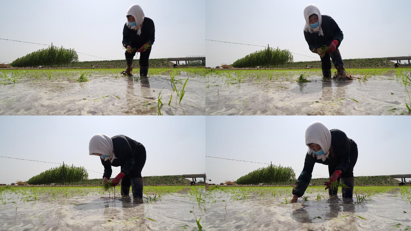 农业生产水稻种植农民人工插秧B