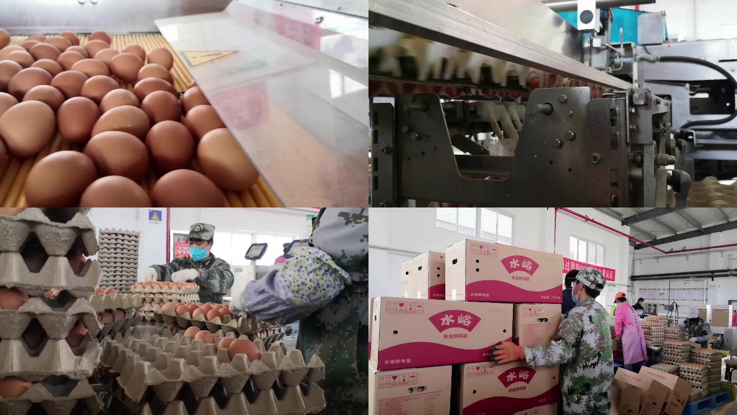 4k养鸡场鸡蛋包装筛选、肥料加工