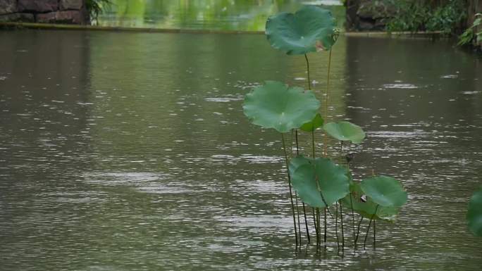 4K雨滴