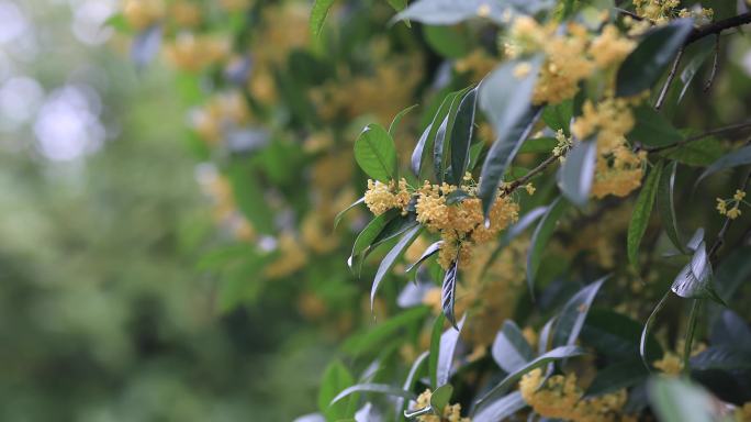 大光圈实拍桂花特写合集