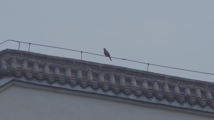 屋檐上的鸟丨4K丨4K丨实拍原创