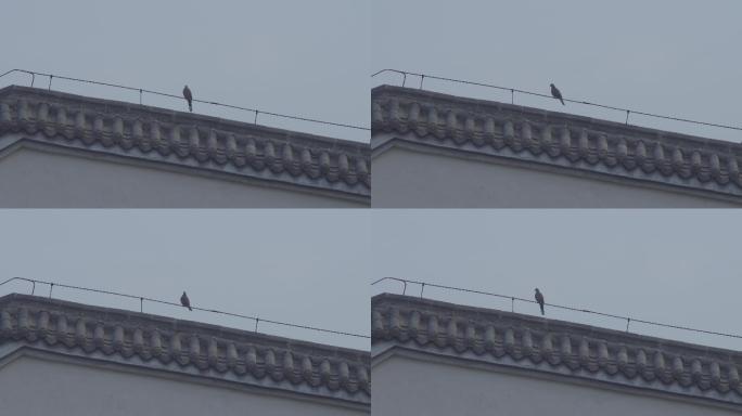 屋檐上的鸟丨4K丨4K丨实拍原创