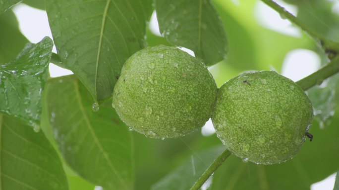 【原创】种植核桃