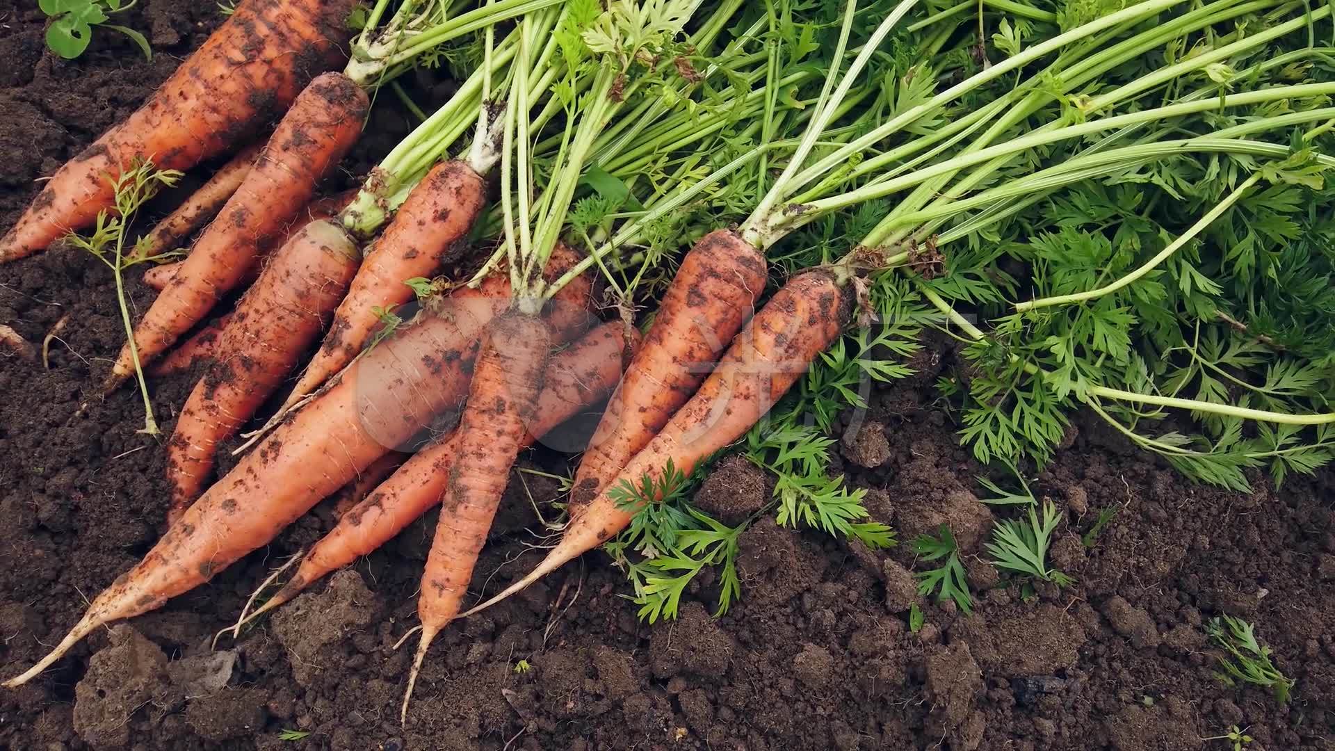 菜地胡萝卜红萝卜