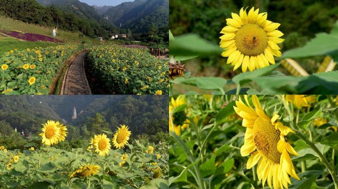 云门山花海