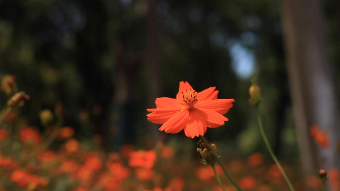 路边的小黄花