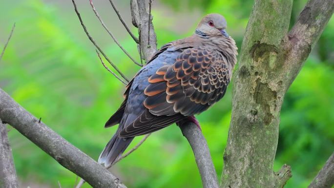 山斑鸠虎纹斑鸠鱼鳞斑鸠