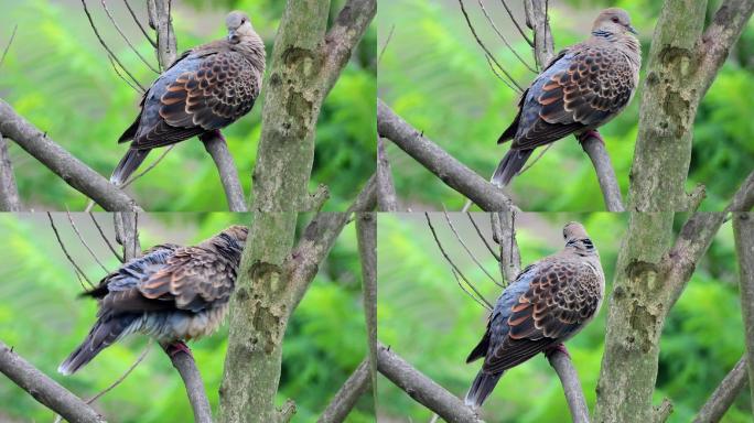 山斑鸠虎纹斑鸠鱼鳞斑鸠