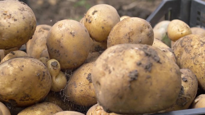 新鲜土豆有机蔬菜农业发展