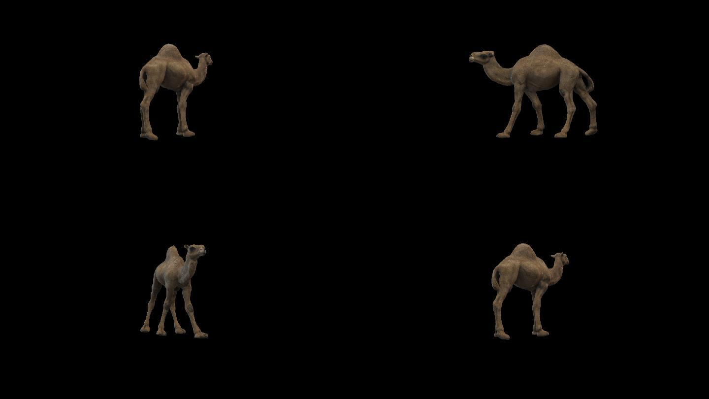 骆驼3D动画