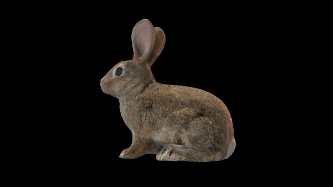 3D兔子动画