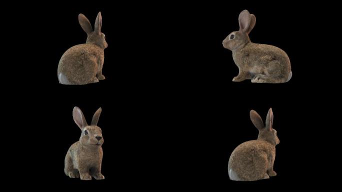 3D兔子动画