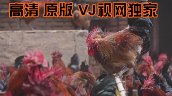 【高清原版】养鸡场跑山鸡农村散养鸡活鸡