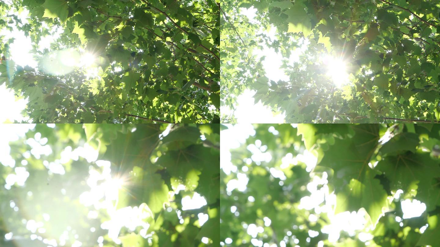 超赞阳光树叶升格视频