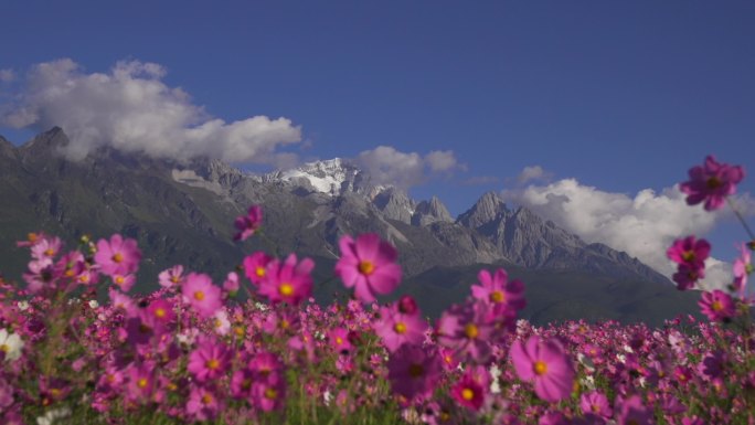 雪山下的格桑花