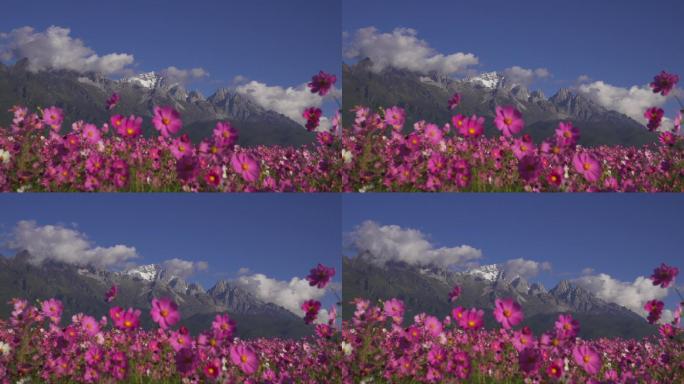 雪山下的格桑花