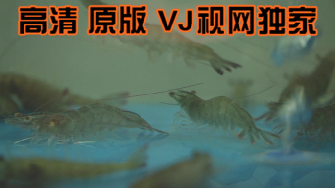 【高清原画】火锅食材海鲜鲍鱼大虾