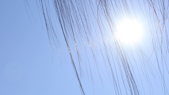 北京冬天垂柳，树枝阳光风声4k