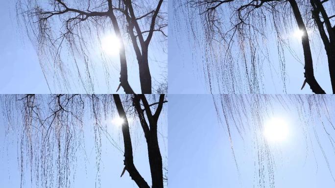 北京冬天垂柳，树枝阳光风声4k