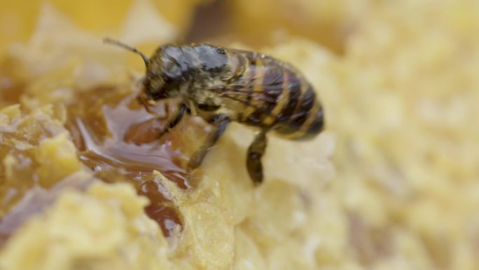 蜜蜂蜂巢采蜂蜜