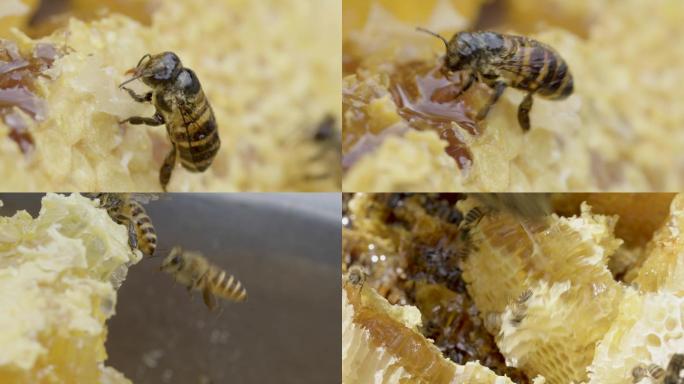 蜜蜂蜂巢采蜂蜜