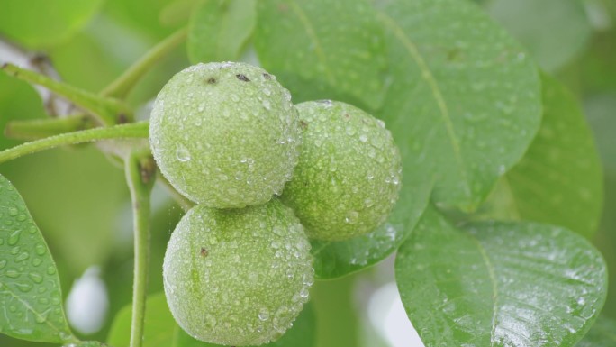 【原创】雨后核桃树