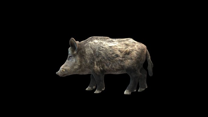 野猪3D动画