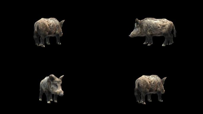 野猪3D动画