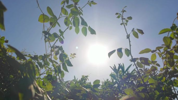 烈日当空盛夏中午（可商用）