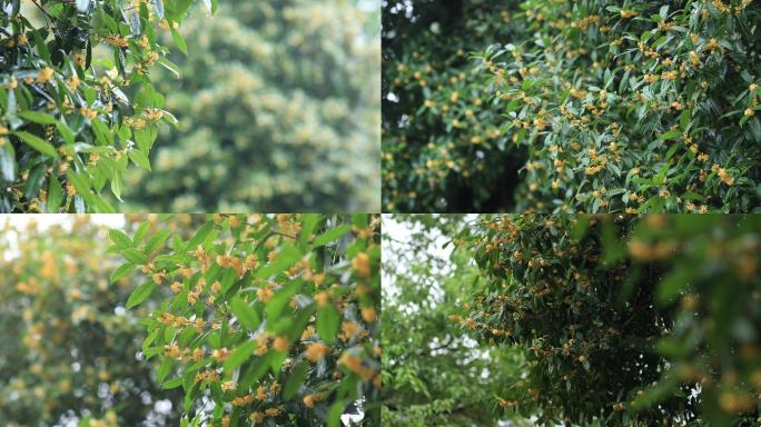 4K大光圈实拍雨中桂花特写合集