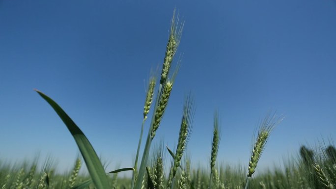 农业-风吹动麦子
