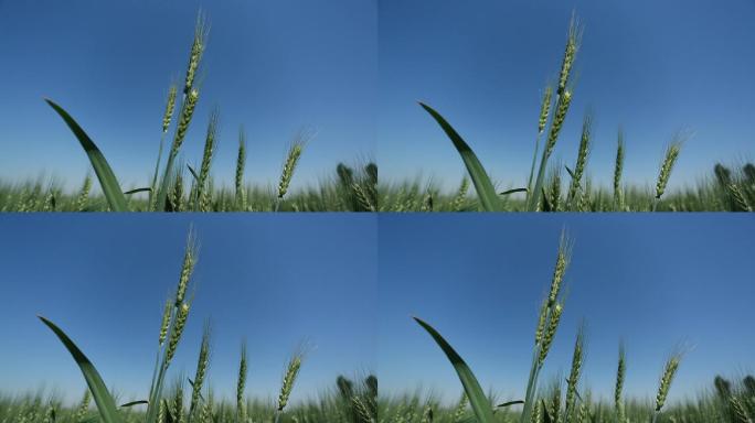 农业-风吹动麦子