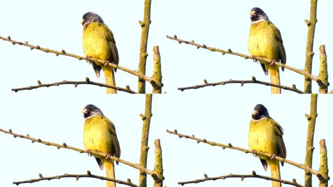 原生态好听的鸟叫声，领雀嘴鹎叫声