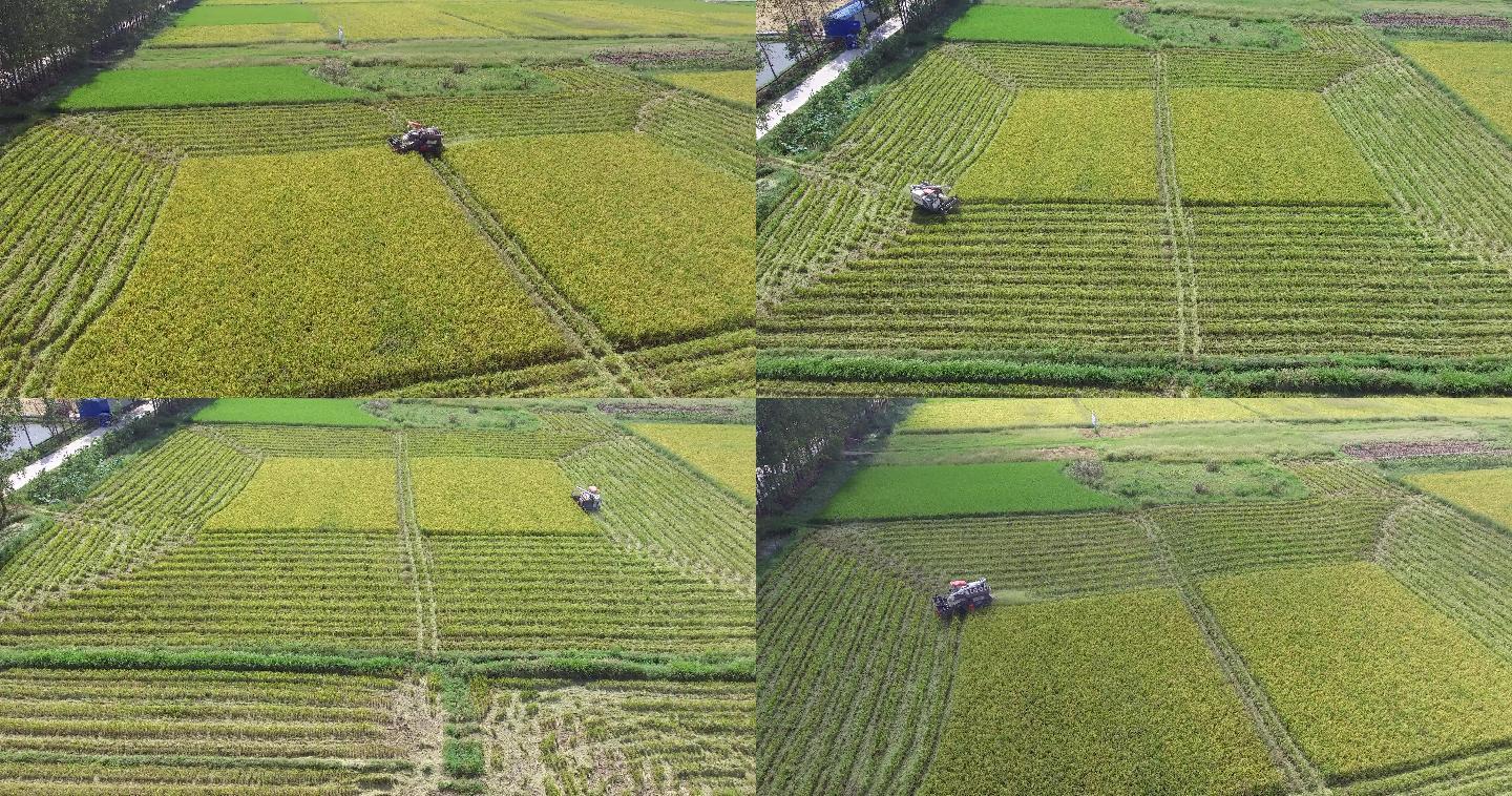 原创4K高清收割机在田野上割稻子